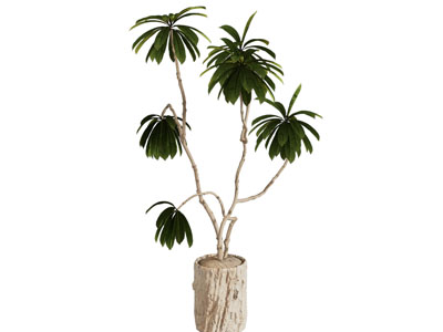 现代木质花盆盆栽植物