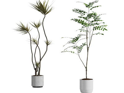 现代花盆盆栽植物