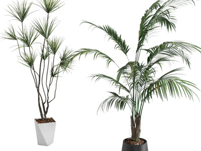 现代花盆盆栽植物