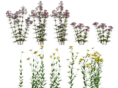 现代花卉 花草植物