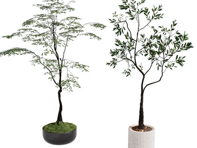 现代花盆盆栽植物