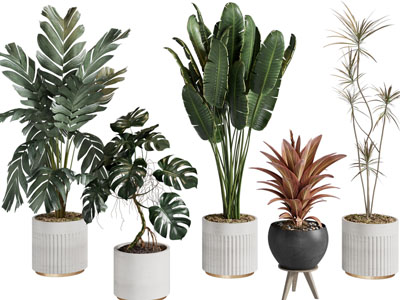 现代花盆盆栽植物