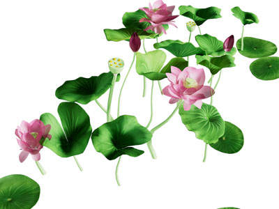 现代荷花 莲藕 莲叶 水生花草植物