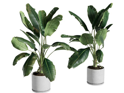 现代花盆盆栽植物