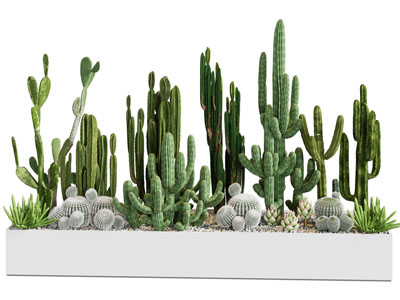 现代多肉仙人掌 仙人棒盆景盆栽植物