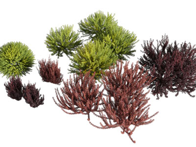 现代花草灌木植物