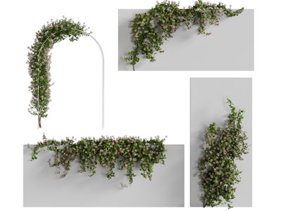 现代藤蔓植物 植物墙