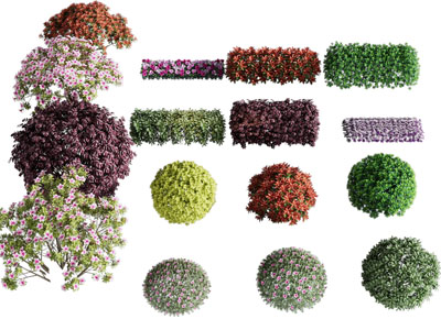 现代景观灌木丛 花草植物