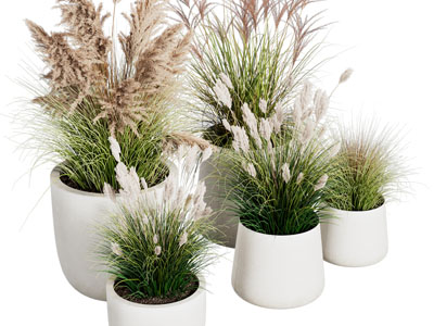 现代花盆盆栽植物