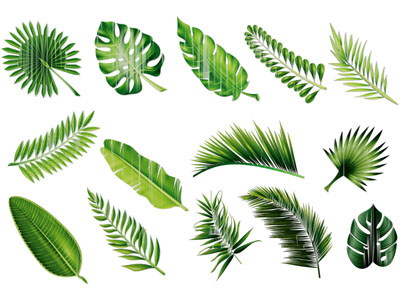 现代植物树叶 叶子标本