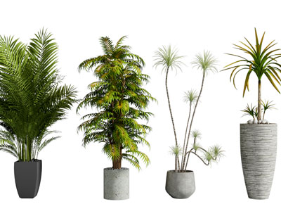 现代花盆盆栽植物