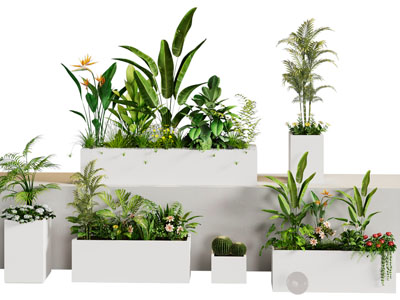 现代花箱盆栽植物