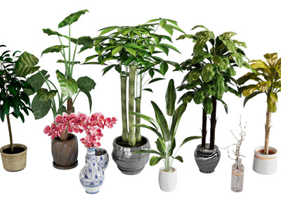 现代花盆盆栽植物