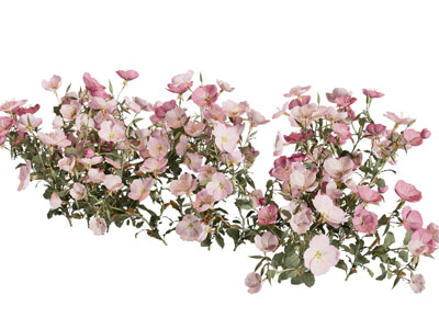 现代花草花卉植物