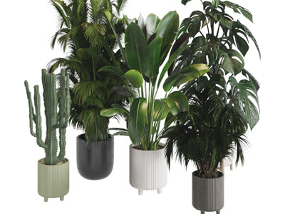 现代花盆盆栽植物