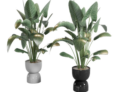 现代花盆盆栽植物