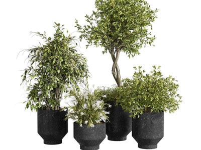 现代黑色花盆盆栽植物