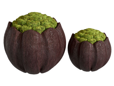 现代景观苔藓盆景盆栽植物