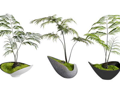 新中式苔藓植物盆景盆栽植物