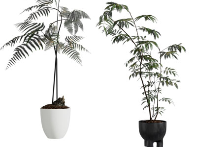 现代花盆盆栽植物