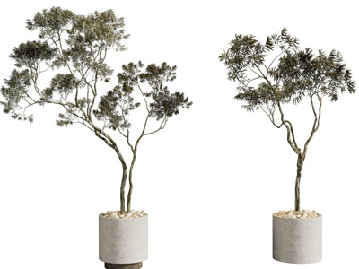 现代花盆盆栽植物