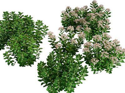 现代花草 花卉植物