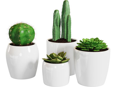 现代多肉盆景盆栽植物