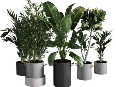 现代花盆盆栽植物