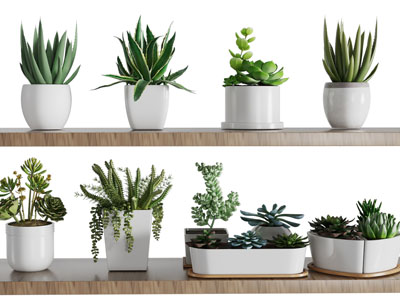 现代多肉盆栽植物 摆件组合