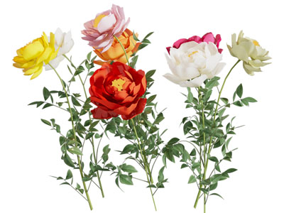 现代花卉花朵植物