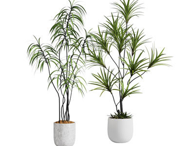 现代花盆盆栽植物