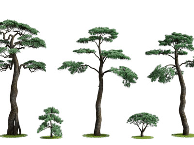 新中式松树 景观树木