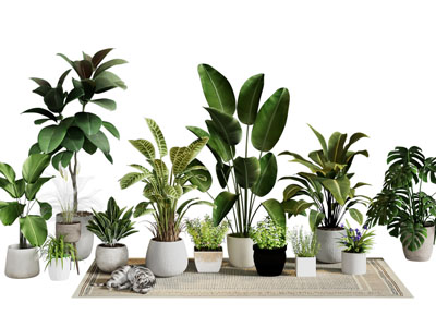 现代花盆盆栽植物