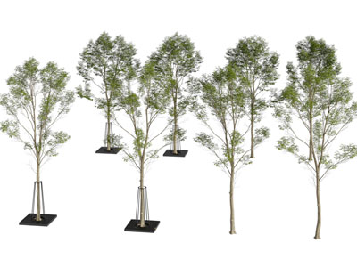 现代道旁景观树木