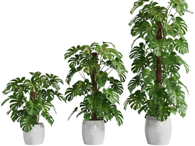 现代花盆盆栽植物