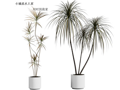 现代花盆盆栽植物