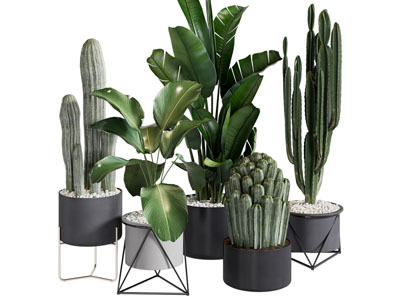 现代花盆盆栽植物