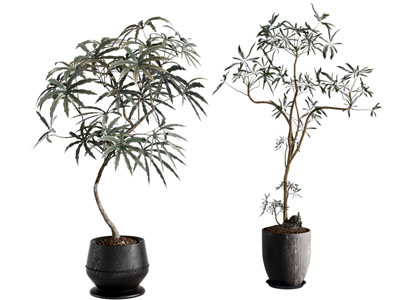 现代花盆盆栽植物