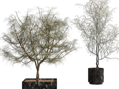 现代花盆盆栽植物