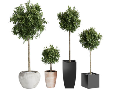 现代花盆盆栽植物