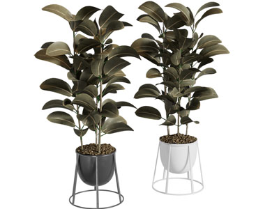 现代花盆盆栽植物