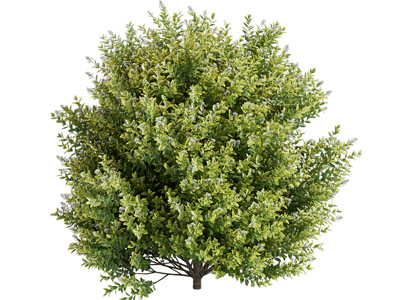 现代景观灌木植物