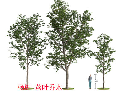 现代杨树 落叶乔木