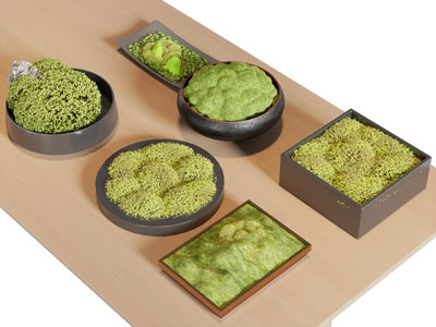 现代苔藓盆景盆栽 摆件组合