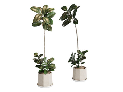 现代花盆盆栽植物