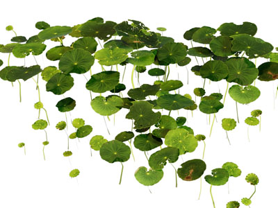 现代荷叶 莲叶 花草