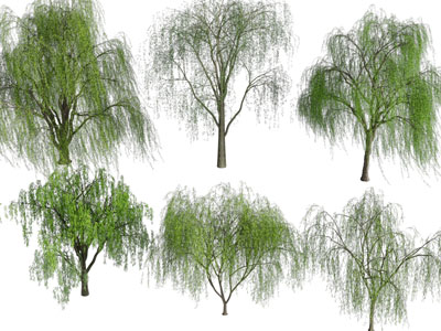 现代垂丝柳树