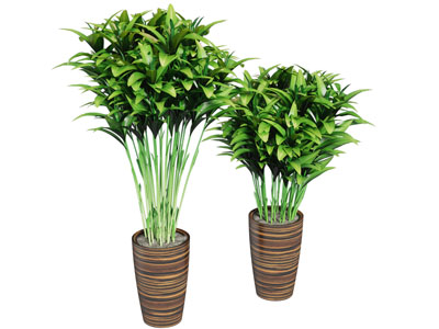 现代花盆盆栽植物