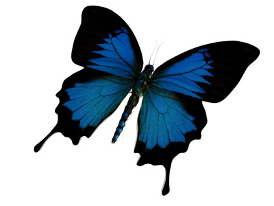 现代飞翔的蝴蝶 飞行动物3d模型 现代飞翔的蝴蝶 飞行动物