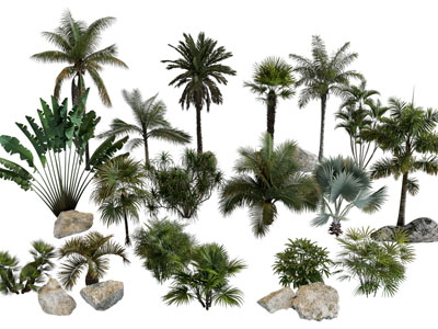 现代椰子树 石头 铁树